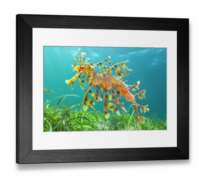 Framed Print : Leafy seadragon (Phycodurus eques) male carrying eggs, swims over seagrass meadow. Wool Bay, Edithburgh, South Australia. Gulf of St Vincent Framed Print : Leafy seadragon (Phycodurus eques) male carrying eggs, swims over seagrass meadow. Wool Bay, Edithburgh, South Australia. Gulf of St Vincent