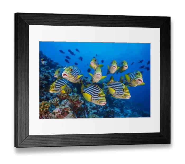 Framed Print : School of Oriental sweetlips (Plectorhinchus vittatus) gather tightly together as they Framed Print : School of Oriental sweetlips (Plectorhinchus vittatus) gather tightly together as they