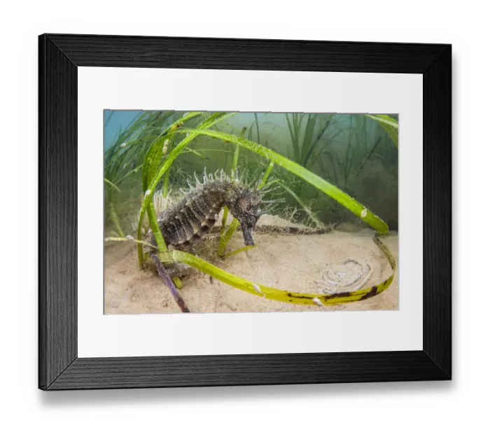 Framed Print : Spiny seahorse (Hippocampus guttulatus) adult female in a meadow of (Zostera marina Framed Print : Spiny seahorse (Hippocampus guttulatus) adult female in a meadow of (Zostera marina