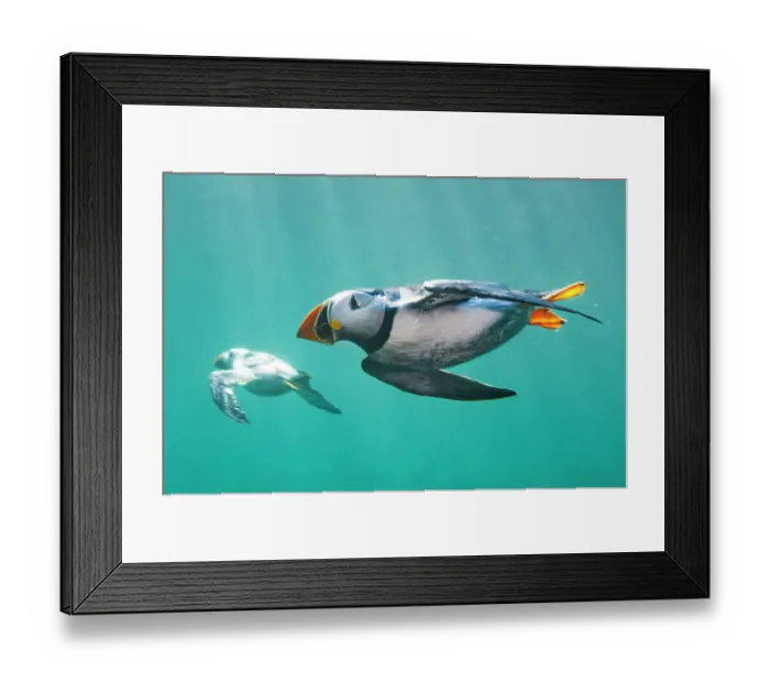 Framed Print : Puffins (Fratercula arctica) swimming underwater. Puffins spend most of their lives at sea and are excellent underwater swimmers, which is how they catch small fish, their main food. Farne Islands, Northumberland. England, UK. North Sea. July Framed Print : Puffins (Fratercula arctica) swimming underwater. Puffins spend most of their lives at sea and are excellent underwater swimmers, which is how they catch small fish, their main food. Farne Islands, Northumberland. England, UK. North Sea. July