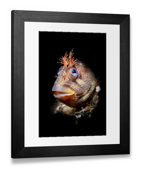 Framed Print : Tompot blenny (Parablennius gattorugine) illuminated by a snooted flash Framed Print : Tompot blenny (Parablennius gattorugine) illuminated by a snooted flash