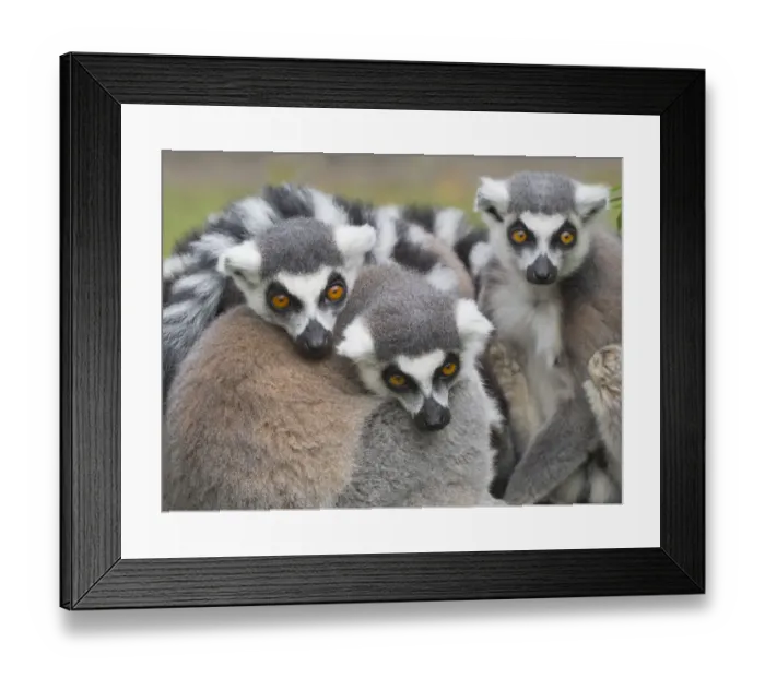 Framed Print : RF - Ring-tailed lemur (Lemur catta) group huddled together. Captive Framed Print : RF - Ring-tailed lemur (Lemur catta) group huddled together. Captive