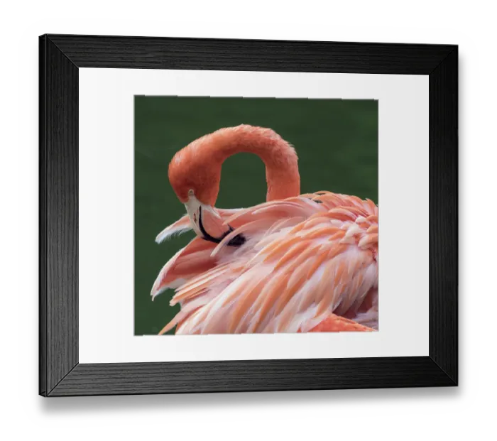 Framed Print : RF - American flamingo (Phoenicopterus ruber) preening feathers. Captive