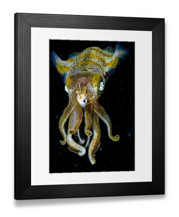 Framed Print : Caribbean reef squid (Sepioteuthis sepioidea) eating fish at night, portrait. The Bahamas
