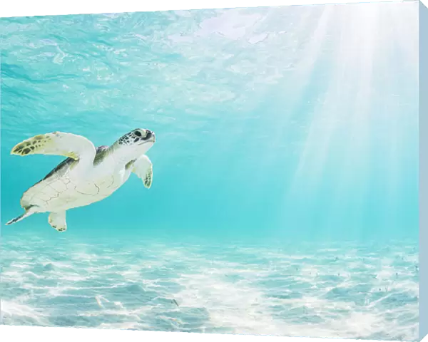Green sea turtle (Chelonia mydas) near surface in shallow water. The Bahamas