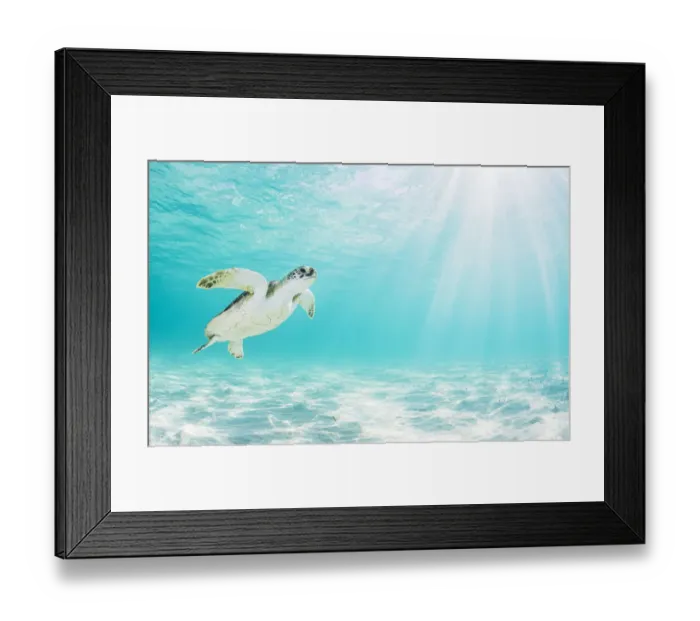 Framed Print : Green sea turtle (Chelonia mydas) near surface in shallow water. The Bahamas Framed Print : Green sea turtle (Chelonia mydas) near surface in shallow water. The Bahamas