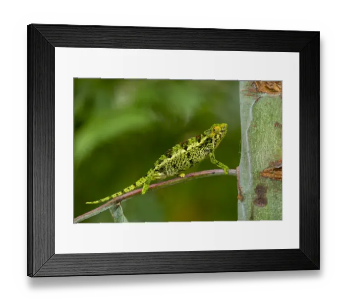 Framed Print : Coarse chameleon (Trioceros rudis) profile, Volcanoes National Park, Rwanda Framed Print : Coarse chameleon (Trioceros rudis) profile, Volcanoes National Park, Rwanda