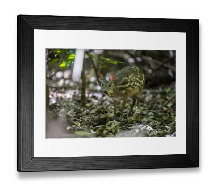 Framed Print : Sri Lankan spotted chevrotain (Moschiola meminna) feeding, Sri Lanka Framed Print : Sri Lankan spotted chevrotain (Moschiola meminna) feeding, Sri Lanka