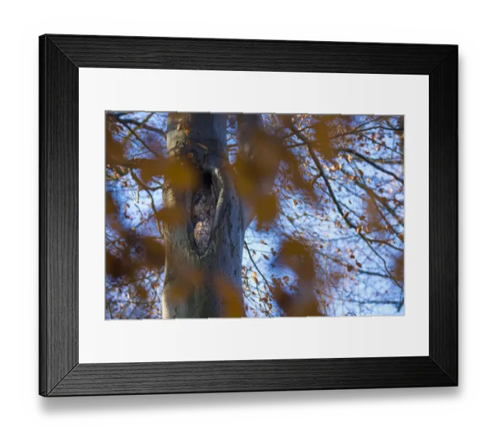 Framed Print : Tawny owl (Strix aluco) pair resting in nest hole, in tree with autumn leaves Framed Print : Tawny owl (Strix aluco) pair resting in nest hole, in tree with autumn leaves