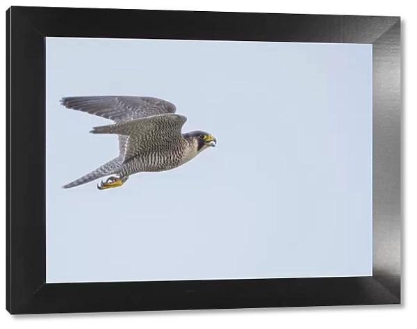 Peregrine falcon (Falco peregrinus) in flight with open beak. The Netherlands. May