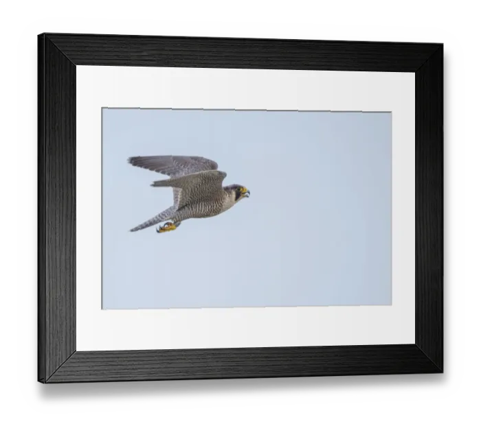 Framed Print : Peregrine falcon (Falco peregrinus) in flight with open beak. The Netherlands. May Framed Print : Peregrine falcon (Falco peregrinus) in flight with open beak. The Netherlands. May