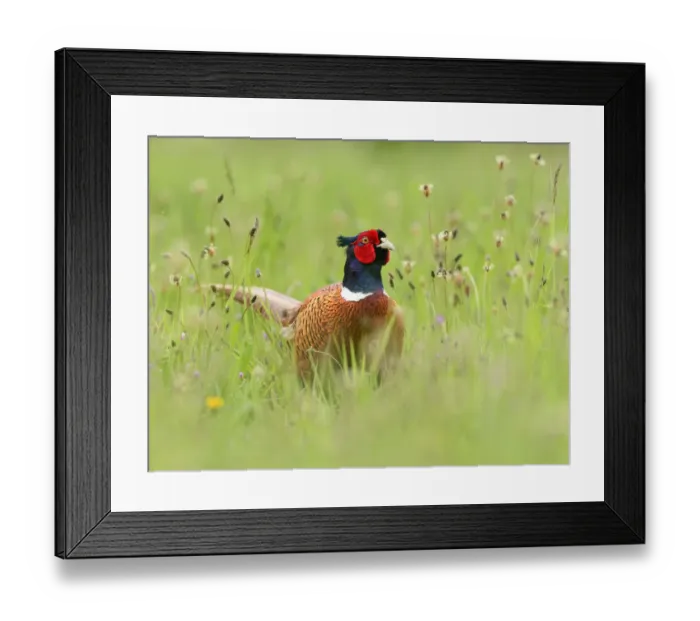 Framed Print : Ring-necked pheasant (Phasianus colchicus) cock in wild flower meadow. Suffolk, UK. May Framed Print : Ring-necked pheasant (Phasianus colchicus) cock in wild flower meadow. Suffolk, UK. May