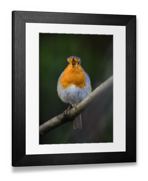 Framed Print : European robin (Erithacus rubecula) singing. London. January Framed Print : European robin (Erithacus rubecula) singing. London. January