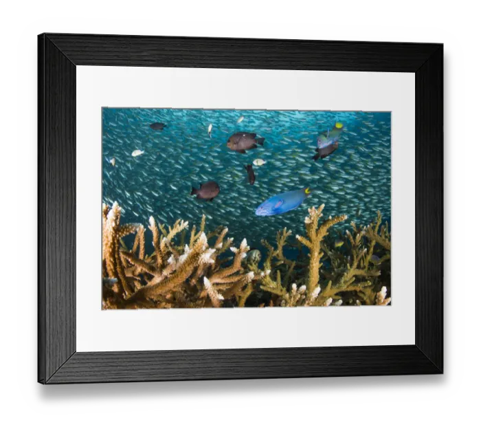Framed Print : Healthy Staghorn corals (Acropora sp. ) with various reef fishes Framed Print : Healthy Staghorn corals (Acropora sp. ) with various reef fishes