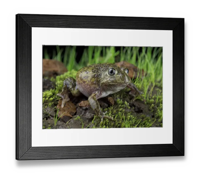 Framed Print : Sudells burrowing frog ( Neobatrachus sudellae ) male