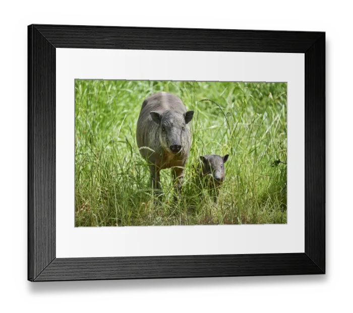 Framed Print : Babirusa (Babyrousa babyrussa) female with baby. Captive, occurs in Sulawesi, Indonesia Framed Print : Babirusa (Babyrousa babyrussa) female with baby. Captive, occurs in Sulawesi, Indonesia