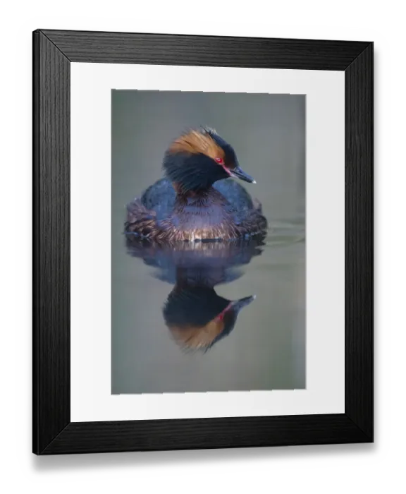Framed Print : Slavonian grebe (Podiceps auritus) Kyrkbosjon, Bromma, Stockholm, Sweden Framed Print : Slavonian grebe (Podiceps auritus) Kyrkbosjon, Bromma, Stockholm, Sweden