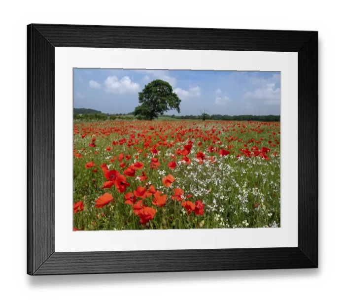 Framed Print : RF - Corn poppies (Papaver rhoeas) growing in failed bean crop, Norfolk, England, UK Framed Print : RF - Corn poppies (Papaver rhoeas) growing in failed bean crop, Norfolk, England, UK