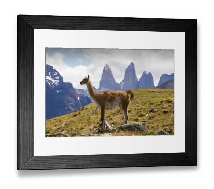 Framed Print : Guanaco (Lama guanicoe) in grassland with Torres del Paine rock towers in background Framed Print : Guanaco (Lama guanicoe) in grassland with Torres del Paine rock towers in background