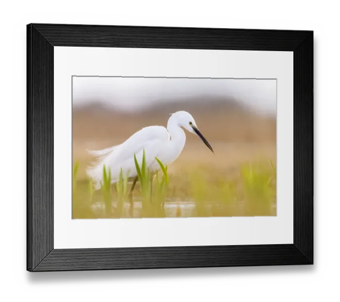 Framed Print : Little egret (Egretta garzetta) hunting in marshland, Suffolk. March Framed Print : Little egret (Egretta garzetta) hunting in marshland, Suffolk. March