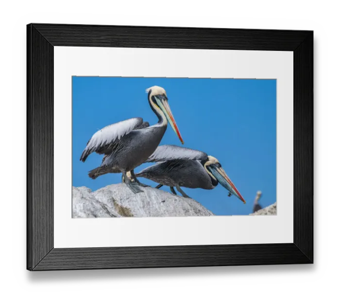 Framed Print : Peruvian pelican (Pelecanus thagus), in full breeding colours, Algarrobo Islet Framed Print : Peruvian pelican (Pelecanus thagus), in full breeding colours, Algarrobo Islet