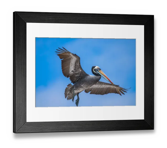 Framed Print : Peruvian pelican (Pelecanus thagus), in full breeding colours, Algarrobo Islet
