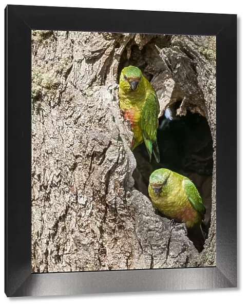 Austral parakeet (Enicognathus ferrugineus), investigating potential nest cavity in