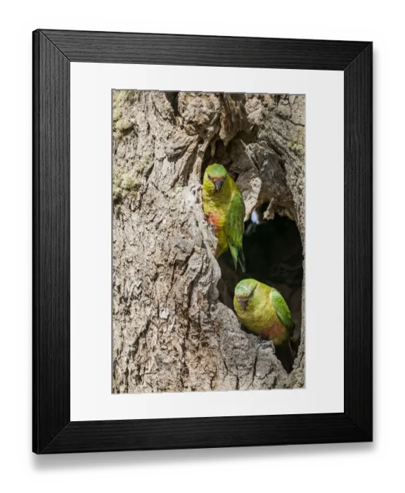 Framed Print : Austral parakeet (Enicognathus ferrugineus), investigating potential nest cavity in Framed Print : Austral parakeet (Enicognathus ferrugineus), investigating potential nest cavity in