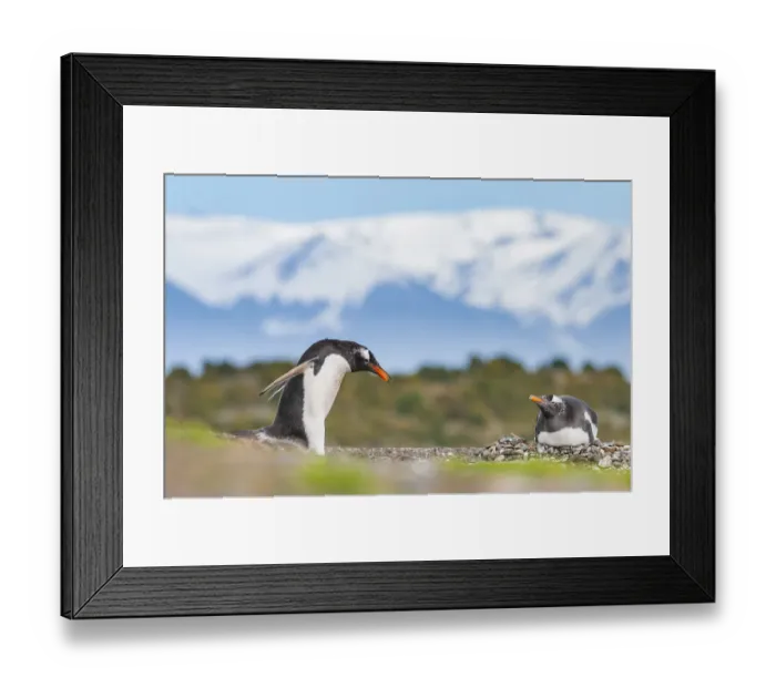 Framed Print : Gentoo penguin (Pygoscelis papua), gathering nesting pebbles, Beagle Channel, Patagonia Framed Print : Gentoo penguin (Pygoscelis papua), gathering nesting pebbles, Beagle Channel, Patagonia