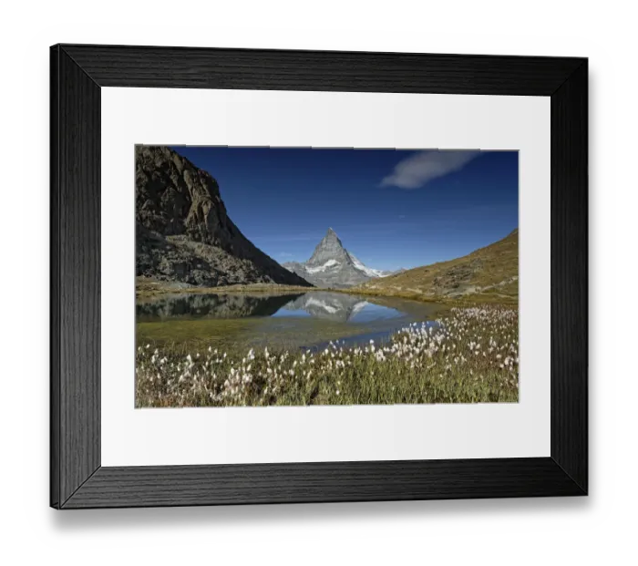 Framed Print : Cottongrass (Eriophorum sp) flowering beside Riffelsee, Matterhorn reflected in lake Framed Print : Cottongrass (Eriophorum sp) flowering beside Riffelsee, Matterhorn reflected in lake