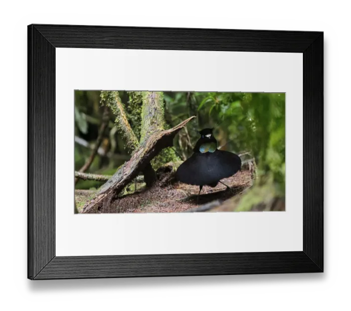 Framed Print : Lawess parotia (Parotia lawesii) male displaying. Papua New Guinea