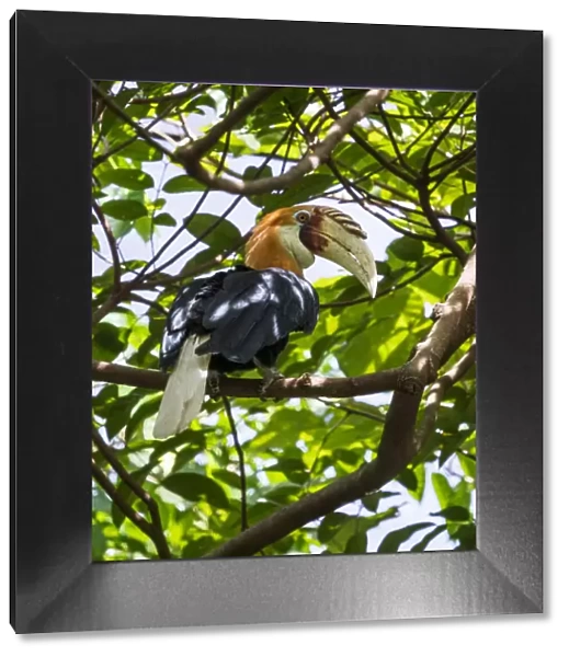Papuan hornbill (Rhyticeros plicatus) male perched in tree. Papua New Guinea