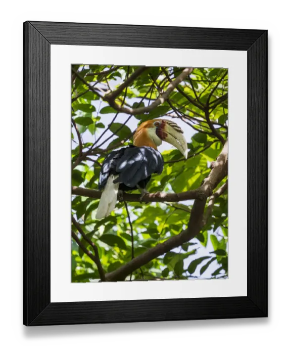 Framed Print : Papuan hornbill (Rhyticeros plicatus) male perched in tree. Papua New Guinea