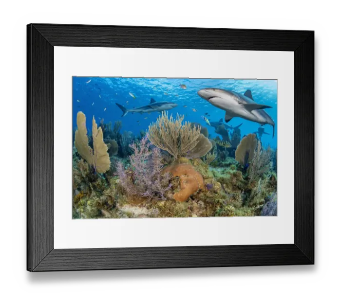 Framed Print : RF - Caribbean reef sharks (Carcharhinus perezi) swim over a coral reef with Common sea Framed Print : RF - Caribbean reef sharks (Carcharhinus perezi) swim over a coral reef with Common sea
