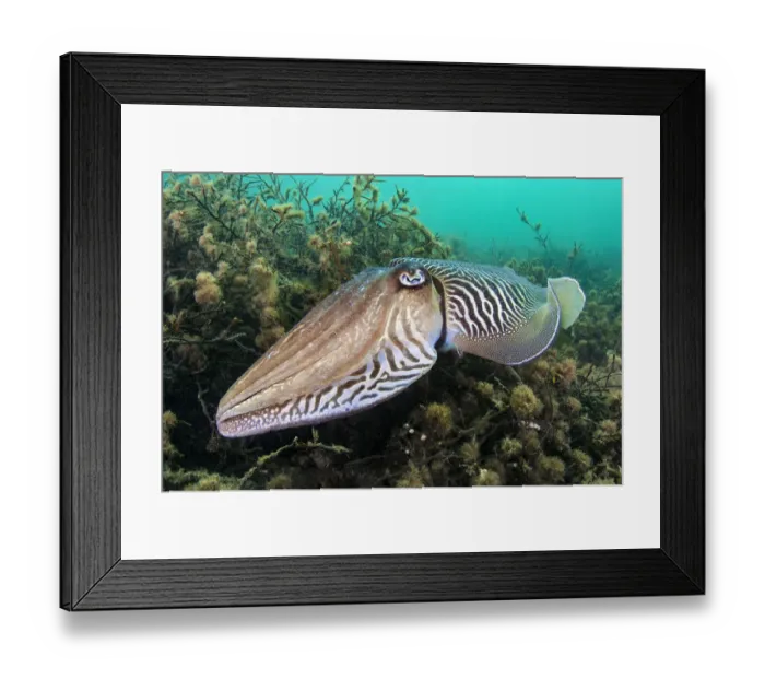 Framed Print : Cuttlefish (Sepia officinalis) male hovers over sea oak (Halidrys siliquosa) Framed Print : Cuttlefish (Sepia officinalis) male hovers over sea oak (Halidrys siliquosa)