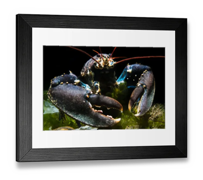 Framed Print : RF - European lobster (Homarus gammarus) on the Wreck of the Rosalie Framed Print : RF - European lobster (Homarus gammarus) on the Wreck of the Rosalie