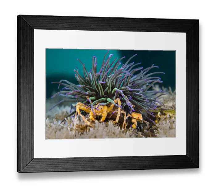 Framed Print : Pair of Leachs spider crabs (Inachus sp. ) living symbiotiocally Framed Print : Pair of Leachs spider crabs (Inachus sp. ) living symbiotiocally