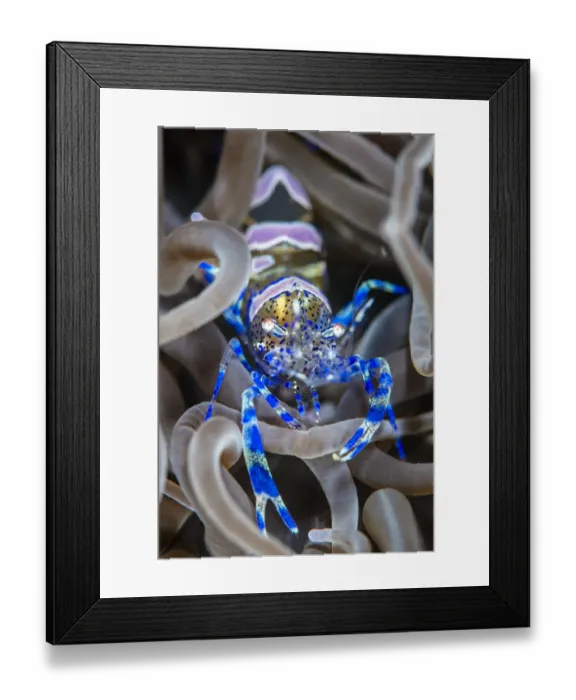 Framed Print : Snakelocks shrimp (Periclimenes sagittifer) living symbiotiocally inside a snakelocks Framed Print : Snakelocks shrimp (Periclimenes sagittifer) living symbiotiocally inside a snakelocks