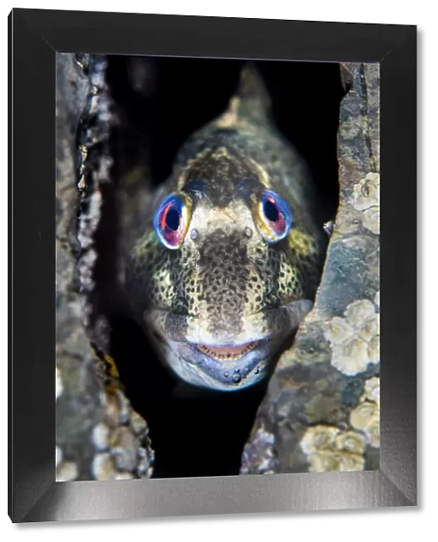 Shanny common blenny (Lipophrys pholis) male showing breeding colours looking out from a