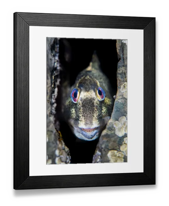 Framed Print : Shanny common blenny (Lipophrys pholis) male showing breeding colours looking out from a Framed Print : Shanny common blenny (Lipophrys pholis) male showing breeding colours looking out from a