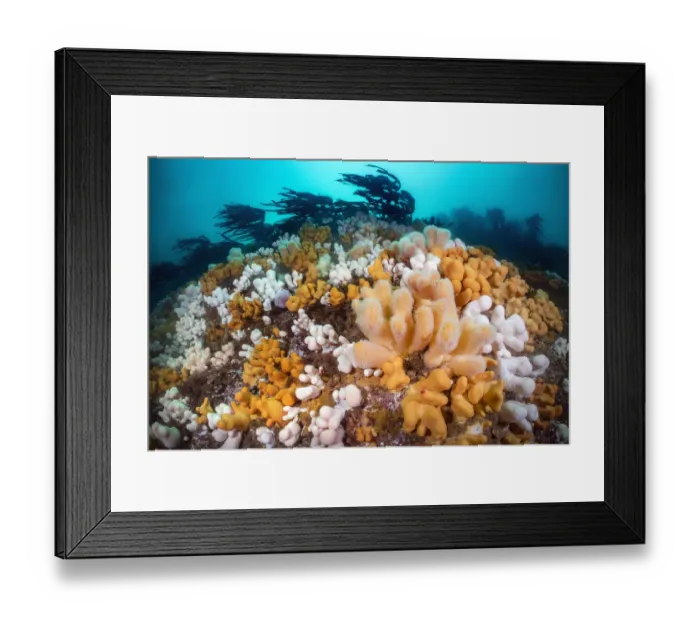 Framed Print : Orange and white soft corals, Dead mans fingers (Alcyonium digitatum Framed Print : Orange and white soft corals, Dead mans fingers (Alcyonium digitatum