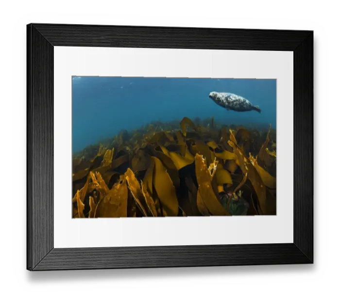 Framed Print : Grey seal (Halichoerus grypus) female swims over oarweed (Laminaria digitata Framed Print : Grey seal (Halichoerus grypus) female swims over oarweed (Laminaria digitata