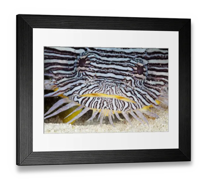 Framed Print : Splendid toadfish (Sanopus splendidus), Cozumel Island, Caribbean Sea, Mexico Framed Print : Splendid toadfish (Sanopus splendidus), Cozumel Island, Caribbean Sea, Mexico