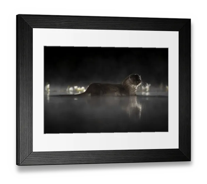 Framed Print : European river otter (Lutra lutra) in mist reflected in water at night Framed Print : European river otter (Lutra lutra) in mist reflected in water at night