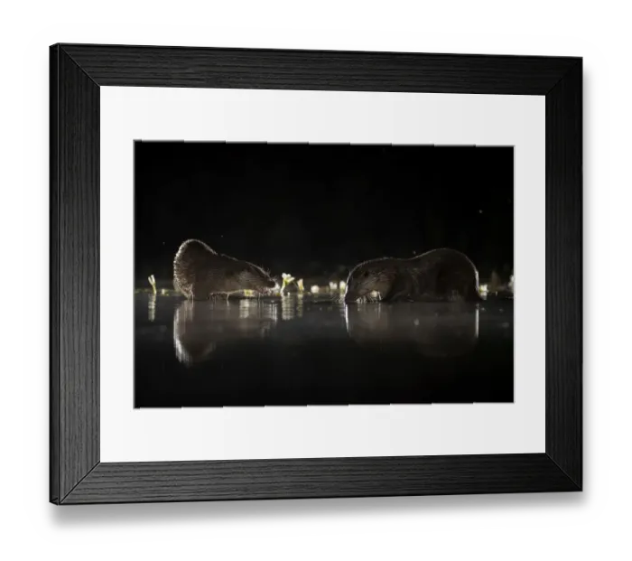 Framed Print : European river otters (Lutra lutra) reflection in the water at night Framed Print : European river otters (Lutra lutra) reflection in the water at night