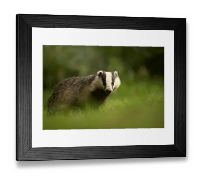 Framed Print : European badger (Meles meles) in woodland. Scotland, August Framed Print : European badger (Meles meles) in woodland. Scotland, August