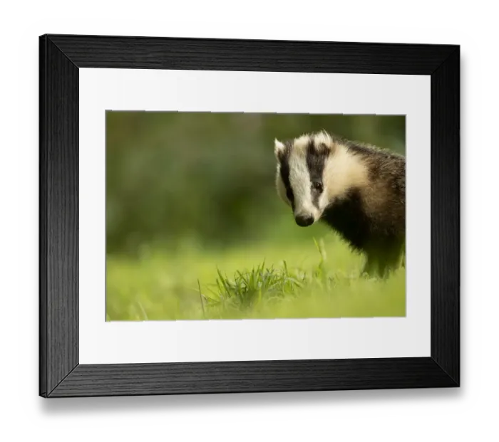 Framed Print : European badger (Meles meles) cub in grassland. Scotland, UK, August Framed Print : European badger (Meles meles) cub in grassland. Scotland, UK, August