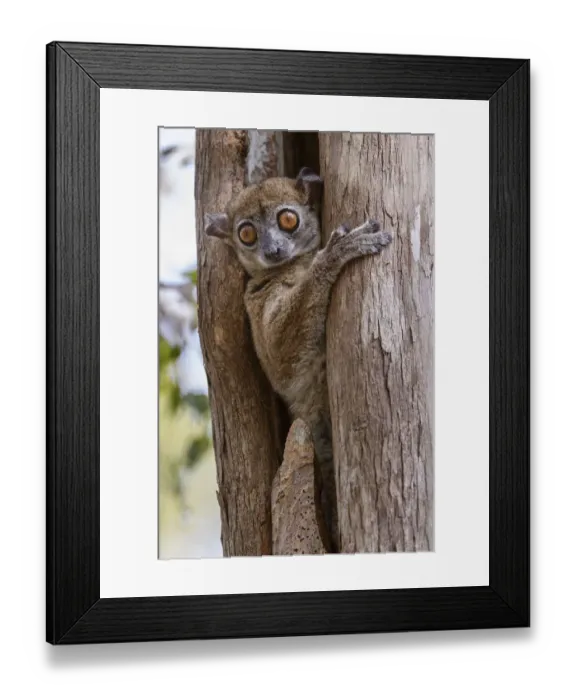 Framed Print : Daraina sportive lemur (Lepilemur milanoii). Daraina forest, northern Madagascar Framed Print : Daraina sportive lemur (Lepilemur milanoii). Daraina forest, northern Madagascar