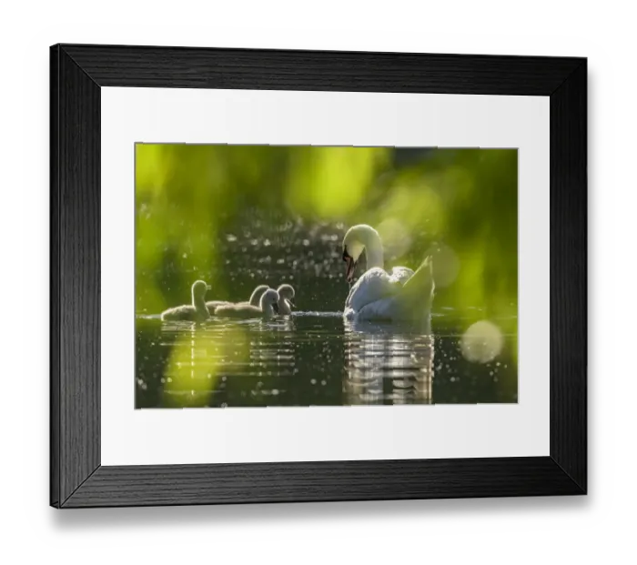 Framed Print : Mute swan (Cygnus olor) with cygnets on water. Reddish Vale Country Park Framed Print : Mute swan (Cygnus olor) with cygnets on water. Reddish Vale Country Park