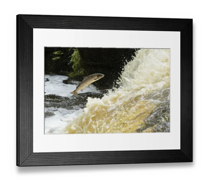 Framed Print : Atlantic salmon (Salmo salar) leaping up waterfall to reach spawning grounds upstream Framed Print : Atlantic salmon (Salmo salar) leaping up waterfall to reach spawning grounds upstream